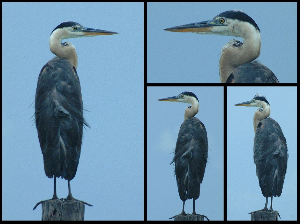 (25) montage (great blue heron).jpg   (962x718)   238 Kb                                    Click to display next picture